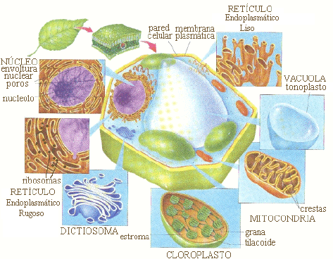 imagenes de la celula vegetal. celula vegetal y sus partes.